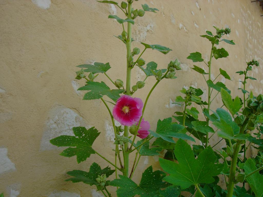 מלון Thairé Les Jardins Saint Leonard מראה חיצוני תמונה